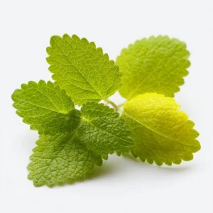 lemon balm for weight loss
